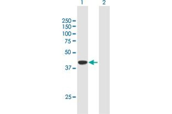 DPF2 Antikörper  (AA 1-391)