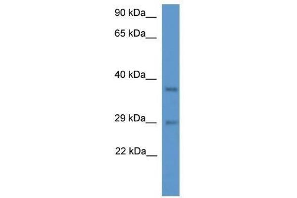 MED19 Antikörper  (N-Term)