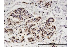 Immunoperoxidase of monoclonal antibody to GNA14 on formalin-fixed paraffin-embedded human breast. (GNa14 Antikörper  (AA 150-250))