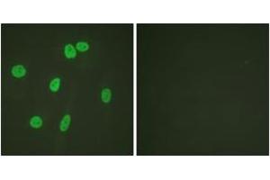 Immunofluorescence analysis of HeLa cells, using Histone H3 (Ab-27) Antibody. (Histone 3 Antikörper  (AA 15-34))