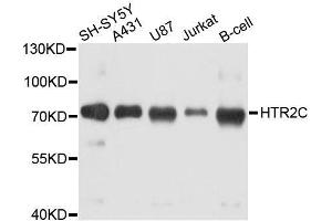 Western blot analysis of extracts of various cell lines, using HTR2C antibody.
