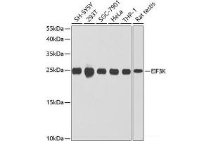 Western blot analysis of extracts of various cell lines using EIF3K Polyclonal Antibody at dilution of 1:1000. (EIF3K Antikörper)