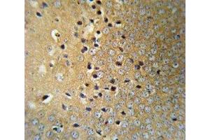 VHL antibody IHC analysis in formalin fixed and paraffin embedded mouse brain tissue. (VHL Antikörper  (AA 43-71))