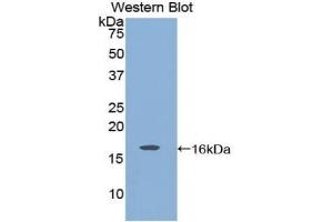 Western blot analysis of the recombinant protein. (GDNF Antikörper  (AA 78-211))