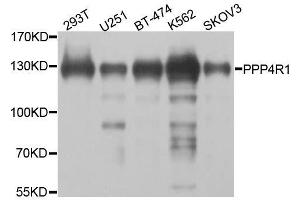 Western blot analysis of extracts of various cell lines, using PPP4R1 antibody. (PPP4R1 Antikörper  (AA 324-647))