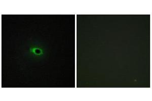 Immunofluorescence (IF) image for anti-Collagen, Type XII, alpha 1 (COL12A1) (Internal Region) antibody (ABIN1850304) (COL12A1 Antikörper  (Internal Region))