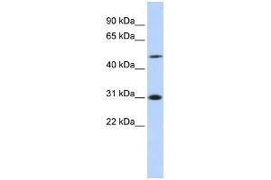 WB Suggested Anti-ING3 Antibody Titration:  0. (ING3 Antikörper  (N-Term))
