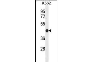 Western blot analysis of CLDN15 Antibody (Center) (ABIN653788 and ABIN2843073) in K562 cell line lysates (35 μg/lane).