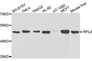 Western blot analysis of extracts of various cell lines, using RPL4 antibody (ABIN5975398) at 1/1000 dilution. (RPL4 Antikörper)