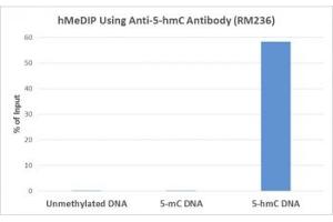 hMeDIP was performed using recombinant 5hmC antibody at a 10:1 DNA:Ab ratio. (Rekombinanter 5-Hydroxymethylcytosine Antikörper)