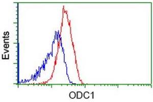 Image no. 3 for anti-Ornithine Decarboxylase 1 (ODC1) antibody (ABIN1499910) (ODC1 Antikörper)