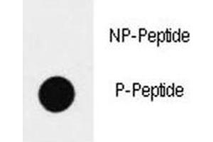 Dot blot analysis of p-SOX2 antibody. (SOX2 Antikörper  (pSer83))