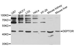 Western blot analysis of extracts of various cell lines, using DEPTOR antibody (ABIN5996741) at 1:3000 dilution. (DEPTOR Antikörper)