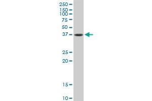 FAS MaxPab rabbit polyclonal antibody. (FAS Antikörper  (AA 1-335))