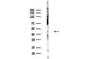 anti-Chemokine (C-X-C Motif) Receptor 2 (CXCR2) (pSer347) antibody