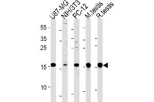 UBE2L3 Antibody (C-term) (ABIN1882145 and ABIN2839154) western blot analysis in U87-MG,mouse NIH/3T3,rat PC-12 cell line and mouse testis,rat testis tissue lysates (35 μg/lane). (UBE2L3 Antikörper  (C-Term))