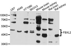 Western blot analysis of extracts of various cell lines, using FBXL2 antibody (ABIN5997720) at 1/1000 dilution. (FBXL2 Antikörper)