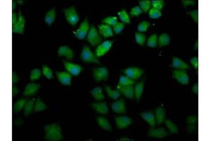 Immunofluorescence staining of Hela cells with ABIN7167644 at 1:166, counter-stained with DAPI.