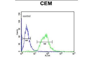 Flow cytometric analysis of CEM cells (right histogram) compared to a negative control cell (left histogram). (SLC22A6 Antikörper  (C-Term))