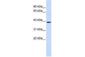 WB Suggested Anti-C2orf60 Antibody Titration:  0. (C2orf60 Antikörper  (Middle Region))