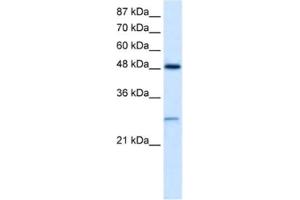 Western Blotting (WB) image for anti-Cl Ion Channel 4 antibody (ABIN2461113) (Cl Ion Channel 4 Antikörper)