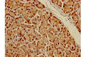 IHC image of ABIN7150792 diluted at 1:100 and staining in paraffin-embedded human pancreatic tissue performed on a Leica BondTM system.