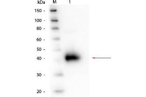 Western Blot of Alpha-1-Acid Glycoprotein (Human Plasma) Antibody. (ORM1 Antikörper)
