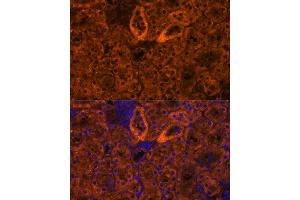 Immunofluorescence analysis of mouse kidney using SCNN1G antibody (ABIN7270387) at dilution of 1:100. (SCNN1G Antikörper  (AA 100-250))