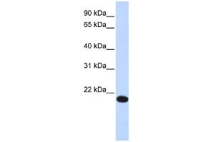 WB Suggested Anti-YAF2 Antibody Titration:  0.