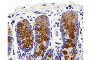 Immunohistochemistry analysis of paraffin-embedded mouse colon using MUC2 Polyclonal Antibody at dilution of 1:600. (MUC2 Antikörper)