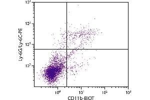 BALB/c mouse splenocytes were stained with Rat Anti-Mouse CD11b-BIOT. (CD11b Antikörper  (Biotin))