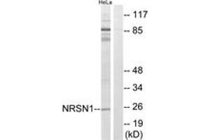 Western Blotting (WB) image for anti-Neurensin 1 (NRSN1) (AA 121-170) antibody (ABIN2890453) (Neurensin 1 Antikörper  (AA 121-170))