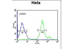 Flow cytometric analysis of Hela cells (right histogram) compared to a negative control cell (left histogram). (Cytochrome C1 Antikörper  (C-Term))