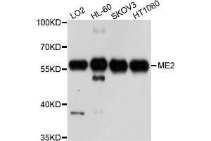 Western blot analysis of extract of various cells, using ME2 antibody. (NAD-ME Antikörper)