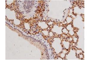 ABIN6269133 at 1/200 staining Mouse lung tissue sections by IHC-P. (KIT Antikörper  (Internal Region))