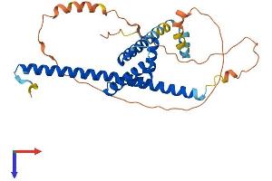 FSBP Protein (AA 1-299) (His tag)