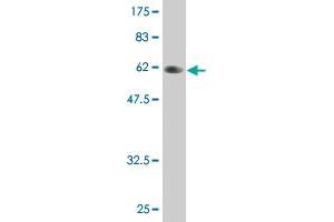 Western Blot detection against Immunogen (58. (PLSCR3 Antikörper  (AA 1-295))