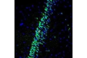 Expression of Gastric inhibitory polypeptide receptor in rat hippocampus - Immunohistochemical staining of perfusion-fixed frozen rat brain sections using Anti-GIPR (extracellular) Antibody (ABIN7043209, ABIN7044412 and ABIN7044413), (1:400), followed by anti-rabbit-Alexa-488 antibody. (GIPR Antikörper  (Extracellular, N-Term))