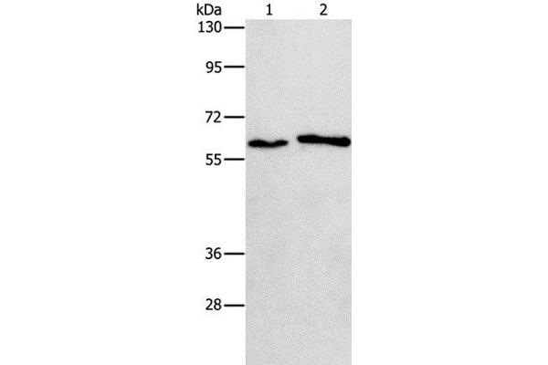 CHRNA2 Antikörper
