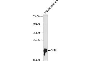 Western blot analysis of extracts of mouse stomach, using GKN1 antibody (ABIN6131914, ABIN6141110, ABIN6141111 and ABIN6216976) at 1:3000 dilution. (Gastrokine 1 Antikörper  (AA 25-185))