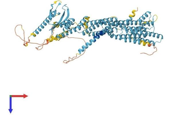 EXOC8 Protein (AA 1-716) (His tag)