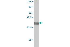 Western Blot detection against Immunogen (36. (FADD Antikörper  (AA 109-208))