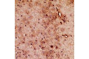 Immunohistochemical analysis of RRP7A/B staining in mouse brain formalin fixed paraffin embedded tissue section. (RRP7A/B (C-Term) Antikörper)