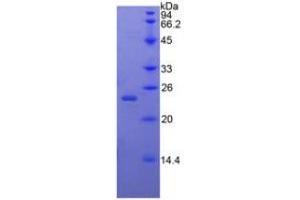 SDS-PAGE analysis of Rabbit BMP4 Protein. (BMP4 Protein)