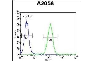 FOXC2 Antibody (Center ) (ABIN651936 and ABIN2840463) flow cytometric analysis of  cells (right histogram) compared to a negative control cell (left histogram).