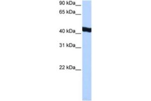 Western Blotting (WB) image for anti-General Transcription Factor IIA, 1-Like (GTF2A1L) antibody (ABIN2463375)