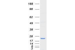 Validation with Western Blot