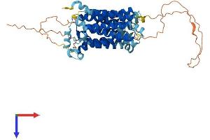 SLC2A10 Protein (AA 1-536) (His tag)