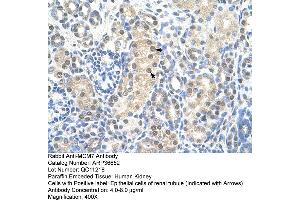 Human kidney (MCM7 Antikörper  (Middle Region))