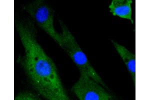 Immunofluorescence analysis of NIH-3T3 cells using MAPK14 antibody (ABIN5997045).